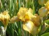 Iris Germanica B T Bonus