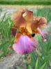 Iris Germanica Punchline