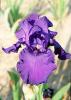 Iris Germanica Royal Regency
