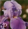 Iris germanica Blue rythm