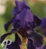Iris germanica Cameroum