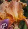 Iris germanica Color glow