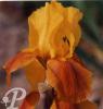 Iris germanica Etincelle