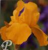 Iris germanica Fusiller