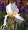 Iris germanica Lugano