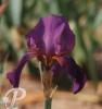 Iris germanica Marocain