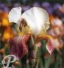 Iris germanica Marquita