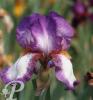 Iris germanica Mme Aureau