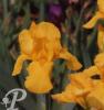 Iris germanica Ola-kala