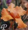 Iris germanica Orange parade