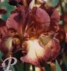 Iris germanica Provencal