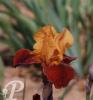 Iris germanica Red Wyne