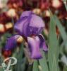 Iris germanica Safi
