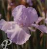 Iris germanica Sporting waterbleu