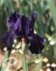 Iris germanica Tuxedo