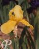 Iris germanica Zantha