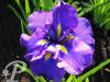 Iris kaempferi Gesso niskiti