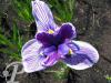 Iris kaempferi Royal Pagent