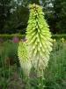 Kniphofia Ice Queen