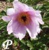Paeonia hybride Coralie Rose