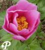 Paeonia hybride Pink Chalice