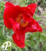 Paeonia hybride Red Glory