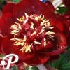 Paeonia lactifolia Bucheye Belle