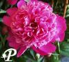 Paeonia lactifolia Rose d Amour
