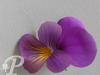 Viola cornuta Martin
