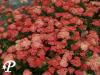 achillea millefolium cerise queen