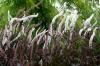 actaea ramosa black negligee